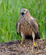 01_DSC8190_Montagus_Harrier_female_crying_29pc