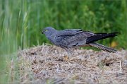 01_DSC8199_Montagu's_Harrier_breadwinner_63pc