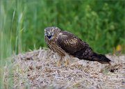 01_DSC8215_Montagu's_Harrier_countenance_of_love_53pc