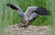 01_DSC8223_Montagus_Harriers_mating_88pc