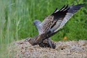 01_DSC8232_Montagus_Harriers_mating-2_2_100pc