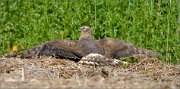 01_DSC8253_Montagus_Harrier_tanning_73pc