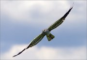 06_DSC1818_Montagu's_Harrier_flyby_81pc