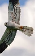 06_DSC1820_Montagu's_Harrier_fly_portrait_42pc