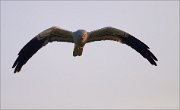 06_DSC2008_Montagu's_Harrier_last_ray_73pc