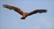 06_DSC4168_Montagu's_Harrier_towards_the_light_of_life_78pc