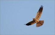 06_DSC4177_Montagu's_Harrier_full_power_40pc