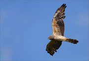 06_DSC4262_Montagu's_Harrier_2nd-year_childmale_105pc