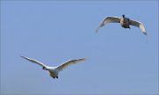 03_DSC1042_Mute_Swan_family_flight_59pc