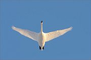 04_DSC6516_Mute_Swan_in_frost_air_66pc