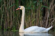 12_DSC6457_Mute_Swan_idle_116pc