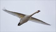 16_DSC6264_Mute_Swan_stitch_78pc