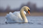 16_DSC8655_Mute_Swan_swirl_42pc