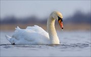 16_DSC8659_Mute_Swan_dribble_50pc