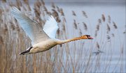 17_DSC1763_Mute_Swan_boom_49pc