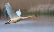 17_DSC1767_Mute_Swan_facade_50pc