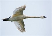 17_DSC3555_Mute_Swan_consent_78pc