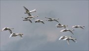 20_DSC1463_Mute_Swan_gale_78pc