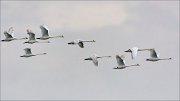 20_DSC1472_Mute_Swan_sequence_84pc