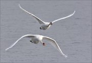 21_DSC4664_Mute_Swan_collate_71pc