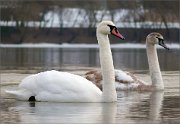 P1480819_Mute_Swan_generations_105pc