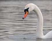 P1480825_Mute_Swan_stunning_dropping_89pc