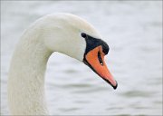 P1580328_Mute_swan_portrait_95pc