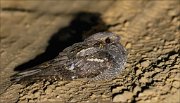 20_DSC0264_European_Nightjar_spooky_58pc