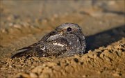 20_DSC0297_European_Nightjar_waitforit_75pc