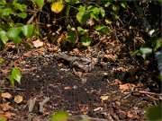 P1540462_environmetal-nightjar