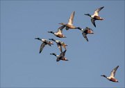 19_DSC6719_Northern_Shoveler_bang_40pc