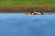 23_DSC4212_Northern_Shoveler_deepsea_32pc