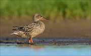 23_DSC4264_Northern_Shoveler_sludge_30pc