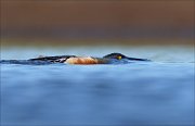 23_DSC4292_Northern_Shoveler_menace_19pc