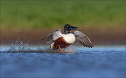 23_DSC4305_Northern_Shoveler_stop_52pc