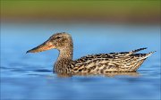 23_DSC4319_Northern_Shoveler_within_127pc