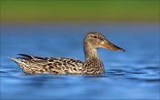 23_DSC4328_Northern_Shoveler_vessel_78pc