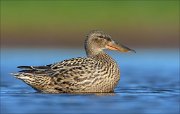 23_DSC4337_Northern_Shoveler_ascent_80pc