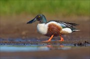 23_DSC4341_Northern_Shoveler_tread_42pc