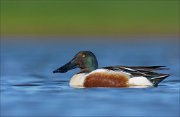 23_DSC4365_Northern_Shoveler_calm_83pc