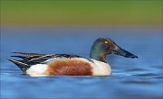 23_DSC4369_Northern_Shoveler_approach_74pc