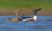 23_DSC4562_Northern_Shoveler_display_73pc