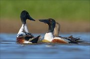 23_DSC4565_Northern_Shoveler_dare_65pc