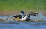 23_DSC4616_Northern_Shoveler_flap_91pc