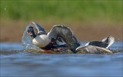 23_DSC4627_Northern_Shoveler_deal_74pc