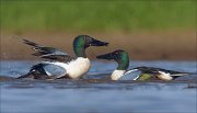 23_DSC4753_Northern_Shoveler_combat_57pc