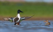 23_DSC4790_Northern_Shoveler_boasting_78pc