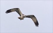 21_DSC2355_Osprey_leading_16pc