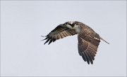 23_DSC9310_Osprey_hug_44pc