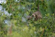 06_DSC3328_Penduline_Tit_outlet_100pc